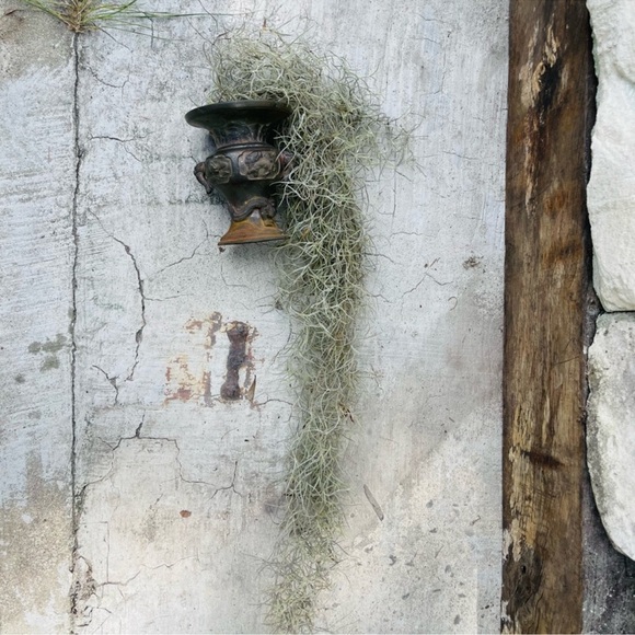 🍄‍🟫How To Care For Your Spanish Moss ,like this post all you need to kno… - Picture 13 of 17